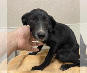 Border Collie-Unknown Mix Dogs for adoption in Modesto, CA, USA