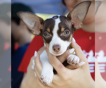 Small #8 Chihuahua Mix