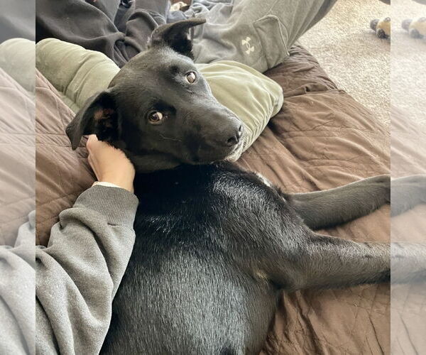 Medium Photo #16 Pointer-Unknown Mix Puppy For Sale in Fargo, ND, USA