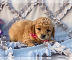 Goldendoodle Puppy for sale in LANCASTER, PA, USA