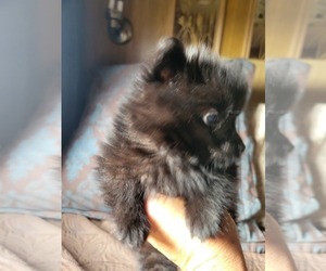 Pomeranian Puppy for sale in WILLIAMSBURG, CO, USA