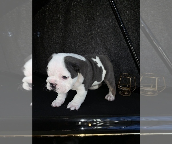 Medium Photo #4 English Bulldog Puppy For Sale in CHULA VISTA, CA, USA