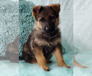 German Shepherd Dog Puppy for sale in WARREN, MA, USA