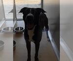 Small Staffordshire Bull Terrier Mix