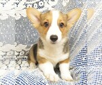Small Photo #6 Pembroke Welsh Corgi Puppy For Sale in NORWOOD, MO, USA