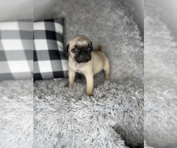 Medium Photo #1 Pug Puppy For Sale in INDIANAPOLIS, IN, USA