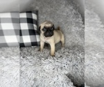Small Photo #1 Pug Puppy For Sale in INDIANAPOLIS, IN, USA