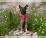 Small #1 German Shepherd Dog Mix