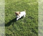 Small Photo #3 Jack Russell Terrier Puppy For Sale in APPLE CREEK, OH, USA