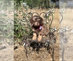 Small Photo #11 Aussiedoodle Miniature  Puppy For Sale in OROFINO, ID, USA