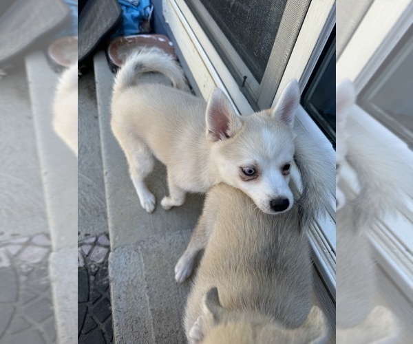 Medium Photo #207 Pomsky Puppy For Sale in LOVELAND, CO, USA