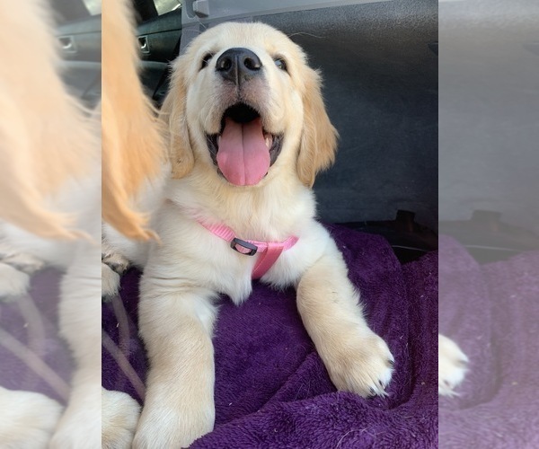 Medium Photo #15 Golden Retriever Puppy For Sale in MERCED, CA, USA