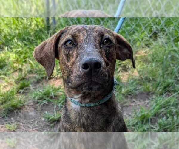 Medium Photo #1 Mountain Cur-Unknown Mix Puppy For Sale in Anniston, AL, USA