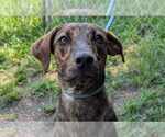 Small Mountain Cur Mix