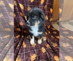 Small Photo #8 Australian Shepherd Puppy For Sale in COLORADO SPGS, CO, USA