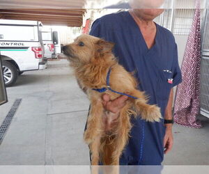 Toy Fox Terrier-Unknown Mix Dogs for adoption in Oroville, CA, USA