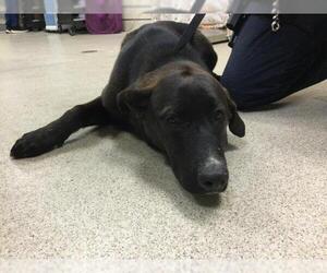 Labrador Retriever-Unknown Mix Dogs for adoption in Riverside, CA, USA