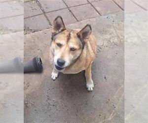 Huskies -Unknown Mix Dogs for adoption in San Antonio, TX, USA