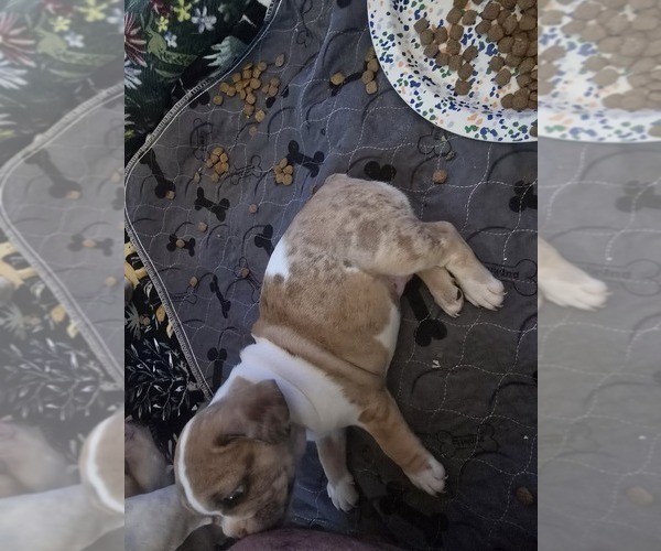 Medium Photo #3 French Bulldog Puppy For Sale in CHINO HILLS, CA, USA