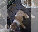 Small Photo #3 French Bulldog Puppy For Sale in CHINO HILLS, CA, USA