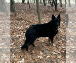 Small #1 German Shepherd Dog