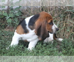 Small Photo #63 Basset Hound Puppy For Sale in MEMPHIS, MO, USA
