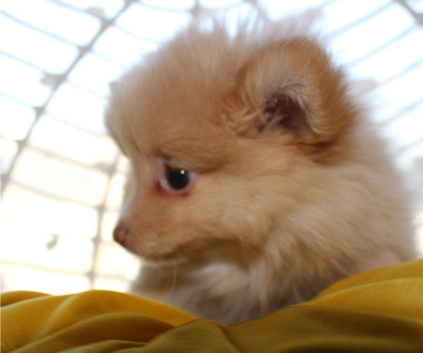 Medium Photo #8 Pomeranian Puppy For Sale in COLUMBIA, MO, USA