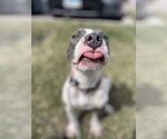 Small #3 Mutt