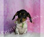 Small Photo #17 Dachshund Puppy For Sale in WARSAW, IN, USA