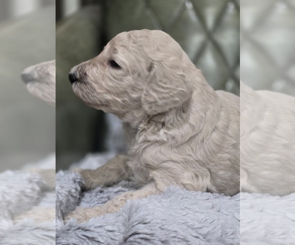Medium Photo #26 Poodle (Standard) Puppy For Sale in CONROE, TX, USA
