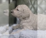 Small #2 Poodle (Standard)