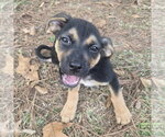 Small #2 Chihuahua-Labrador Retriever Mix