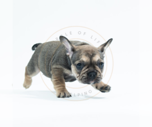 French Bulldog Puppy for sale in LOS ANGELES, CA, USA
