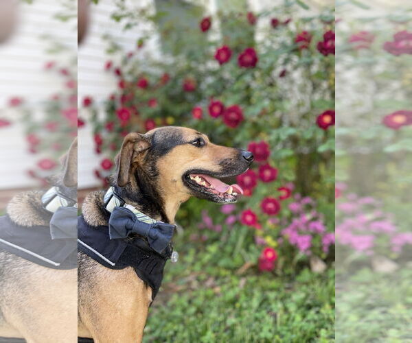 Medium Photo #2 Beagle-Unknown Mix Puppy For Sale in Virginia Beach, VA, USA