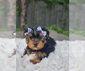 Yorkshire Terrier Puppy for sale in INDIANAPOLIS, IN, USA