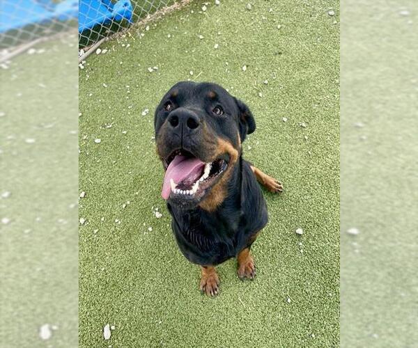 Medium Photo #2 Rottweiler Puppy For Sale in Pasadena, TX, USA