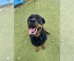 Small #1 Rottweiler