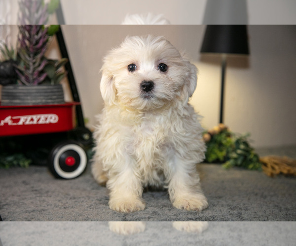 Medium Photo #1 Zuchon Puppy For Sale in SHILOH, OH, USA