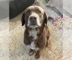 Small #1 Labrador Retriever Mix