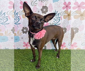 Chihuahua-Unknown Mix Dogs for adoption in Corona, CA, USA