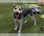 Small #1 German Shepherd Dog Mix