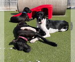 Small #1 Great Dane