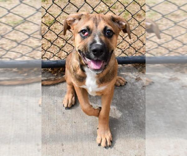 Medium Photo #1 Mutt Puppy For Sale in Tulsa, OK, USA