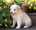 Small Photo #4 Australian Shepherd Puppy For Sale in WESTFIELD, MA, USA