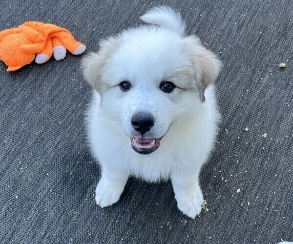 Medium Photo #12 Great Pyrenees Puppy For Sale in MOUNT AIRY, NC, USA