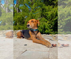 Ilia - Female Beagle-Unknown Mix Dog for Adoption - Photo #2