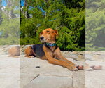Small Photo #2 Beagle-Unknown Mix Puppy For Sale in Germantown, OH, USA