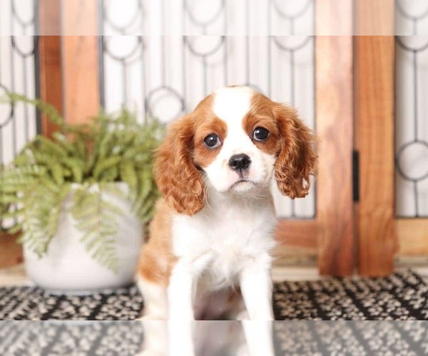 Medium Photo #2 Cavalier King Charles Spaniel Puppy For Sale in NAPLES, FL, USA
