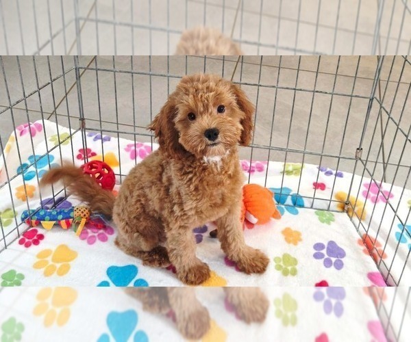 Medium Photo #1 Cavapoo mix (+ Poodle Miniature) Puppy For Sale in ORO VALLEY, AZ, USA