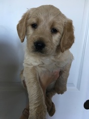 Brittnepoo Puppy for sale in WOODLAND, WA, USA